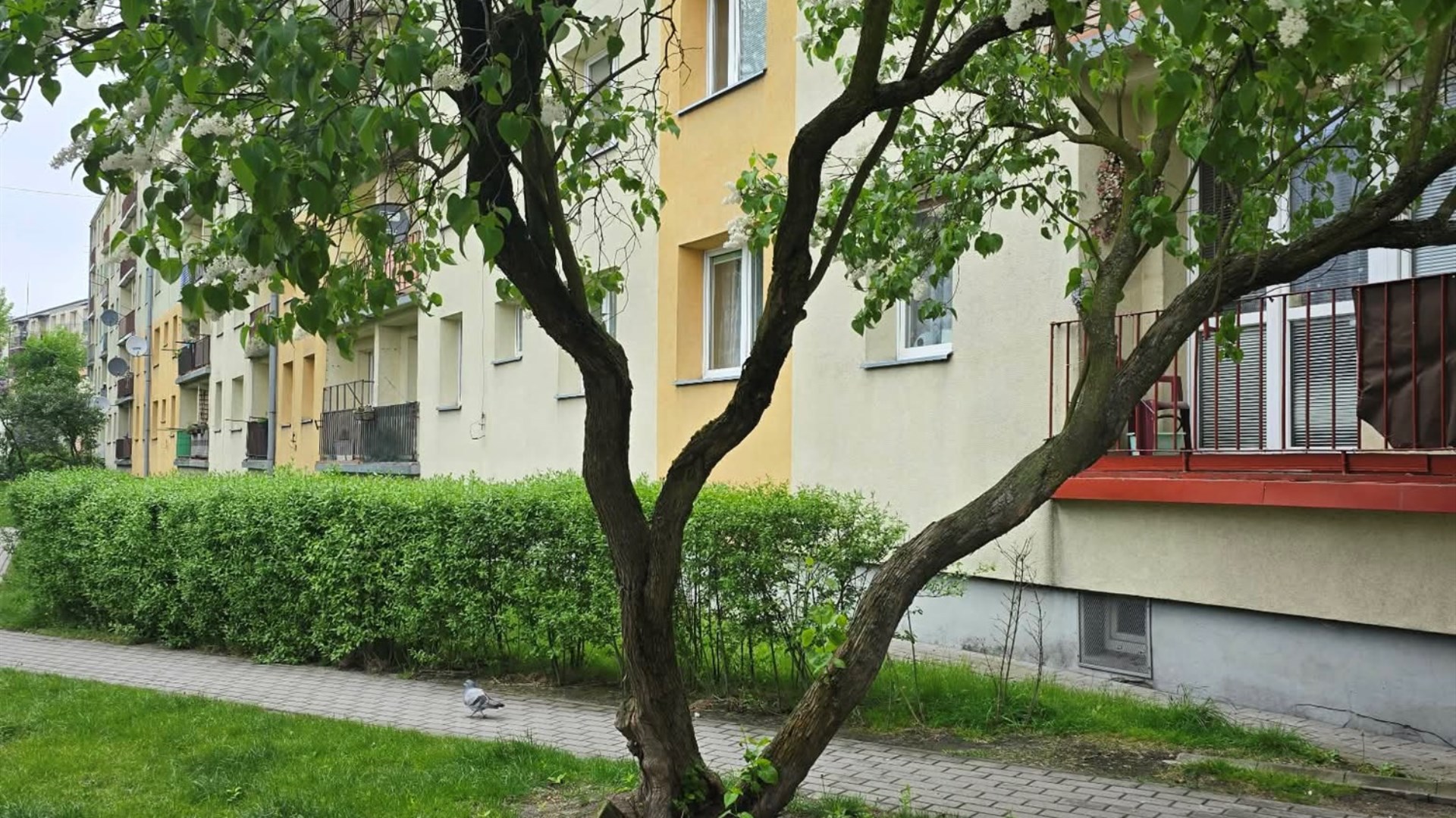 Mieszkanie na sprzedaż